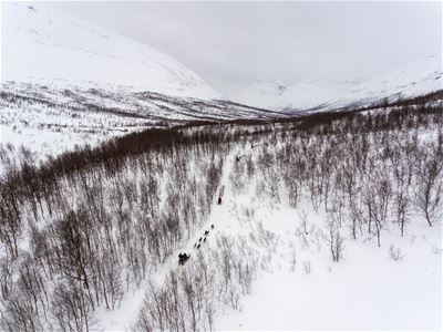 Flyfoto av hundesede i Tamokdalen