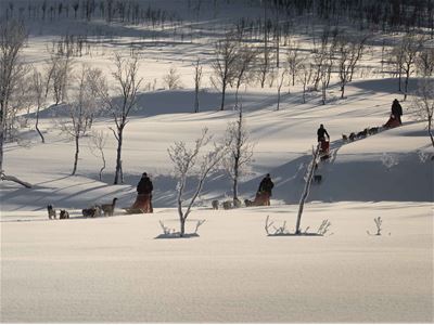 Hundeslede om vinteren