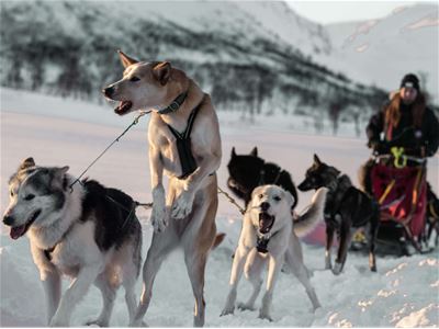 Hunder som trekker sleden