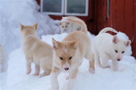 Husky puppies