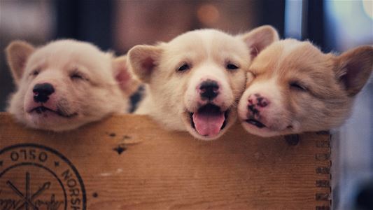 Cute puppies