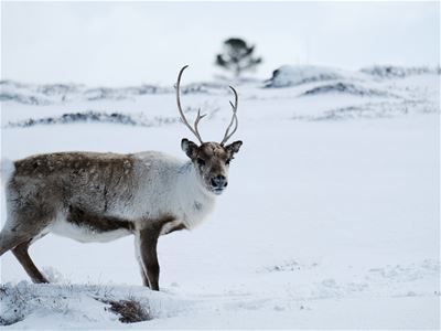 Reindeer in snowcovered landscape