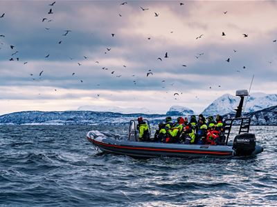Whale safari in Skjervøy with transfer from Skibotn
