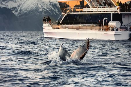 A whale diving in front of Brim Explorer