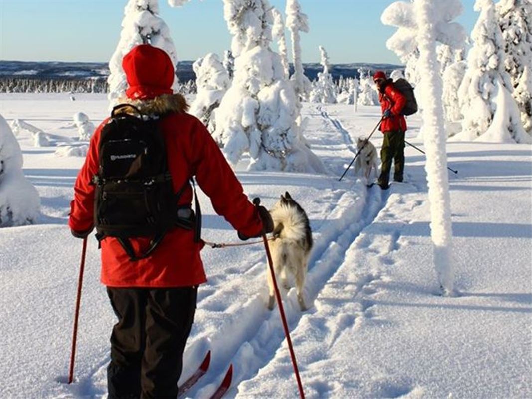 A couple skiing with dogs.