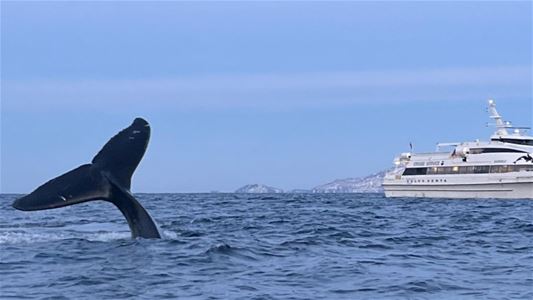 Part of the whale