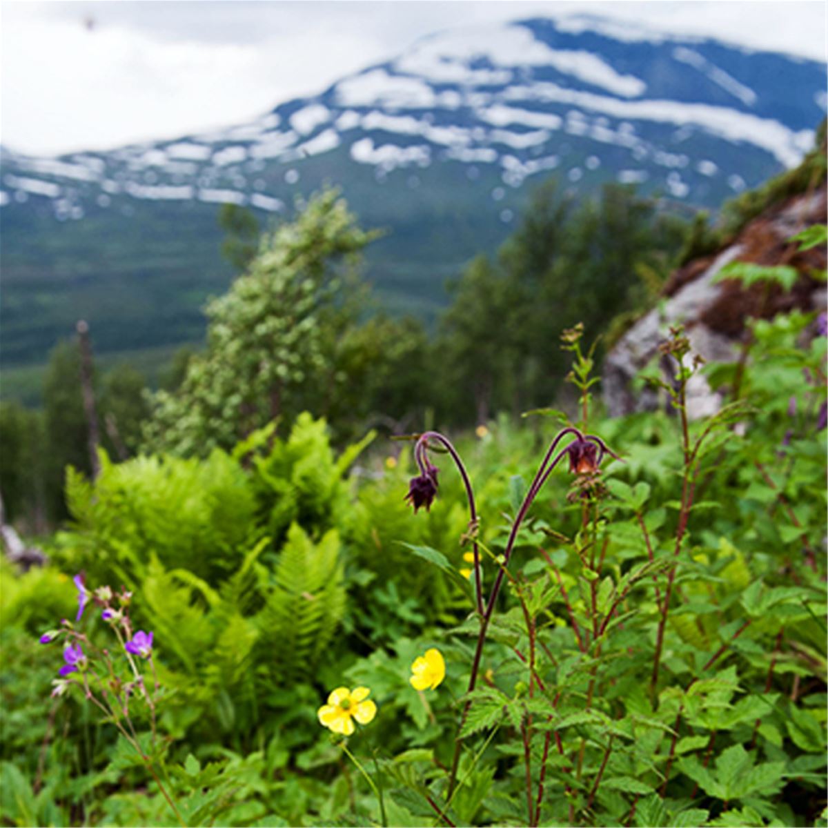 Hut foundations / "Stalo ground" image 1