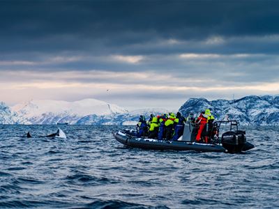 Whale safari in Skjervøy, with transfer from Spåkenes