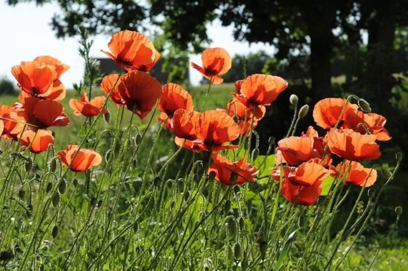 STF Baskemölla Vandrarhem