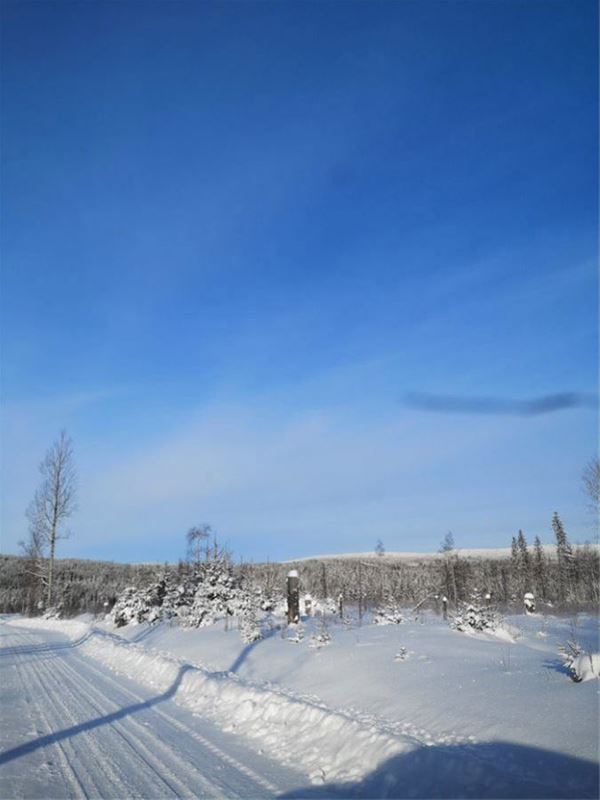 Skidspår med hög snövall och utsikt över snöiga träd.