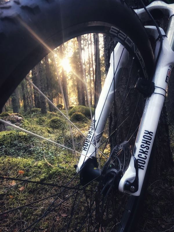 Ett cykeldäck i skogen och solens strålar bryter igenom. 