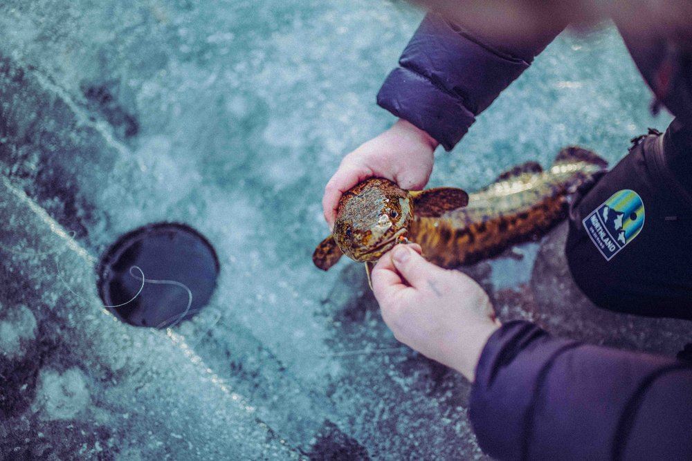 Fiskeguide Lofsdalen