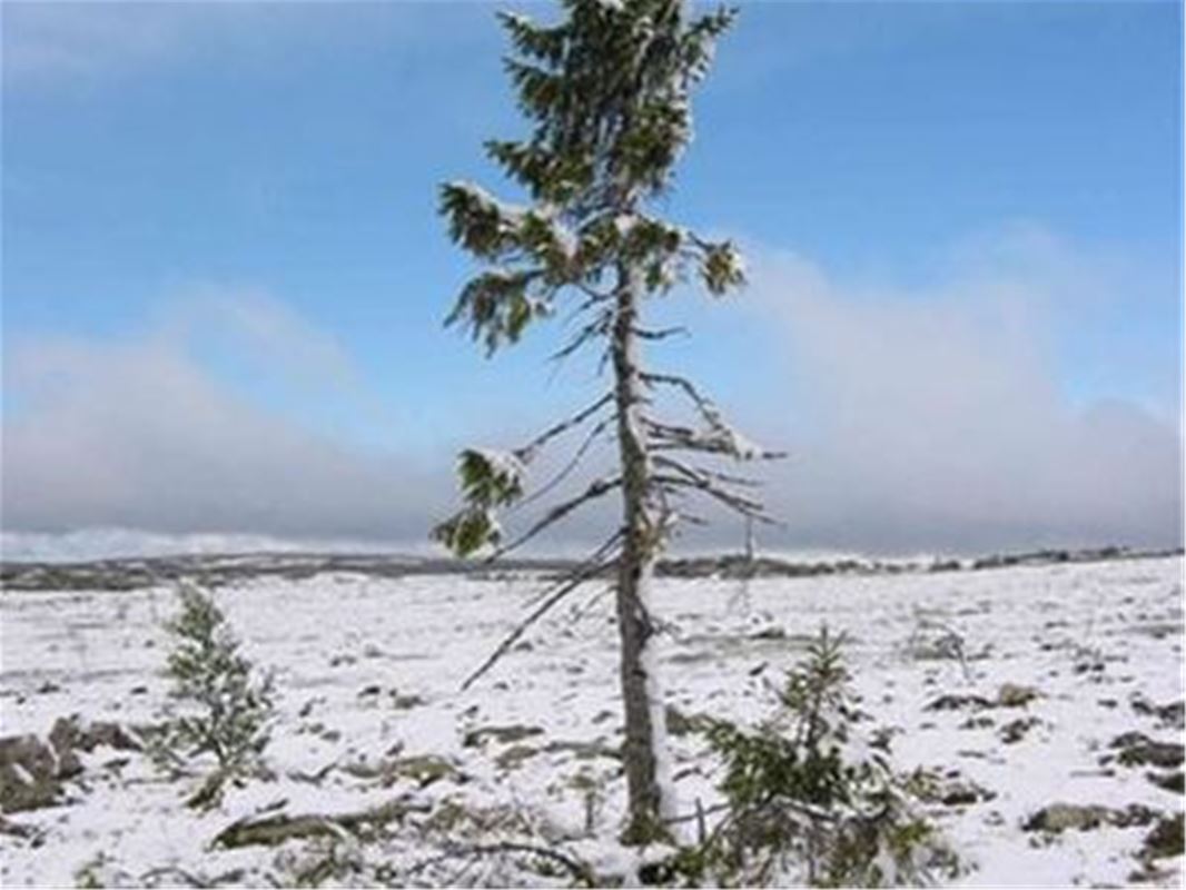 Världens äldsta träd i vintrig mark 