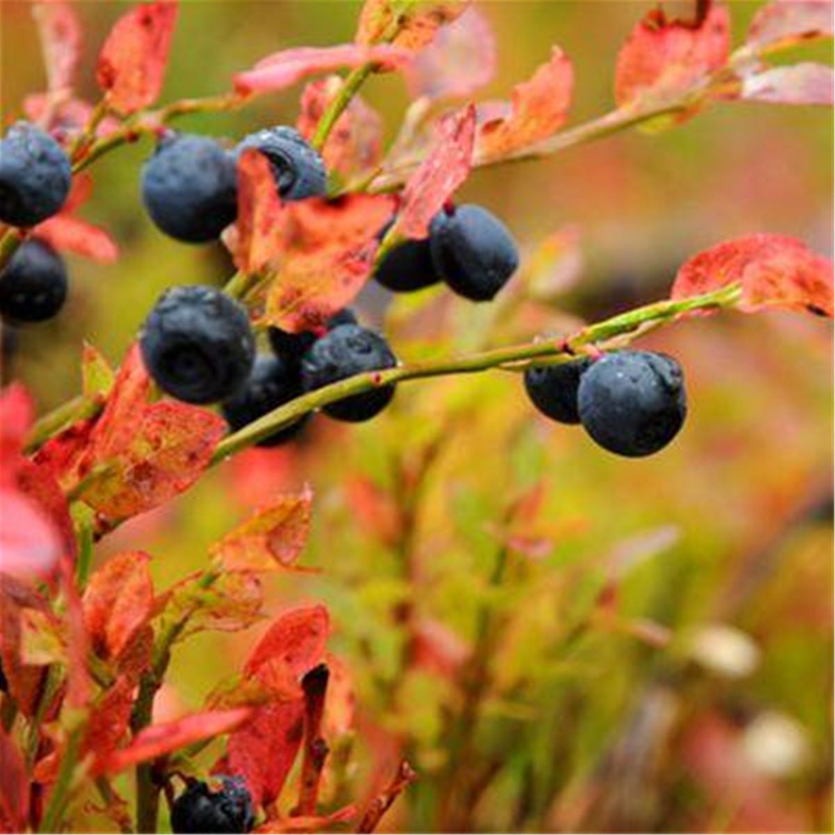 Tingsholmen i Tängvattnet image 1