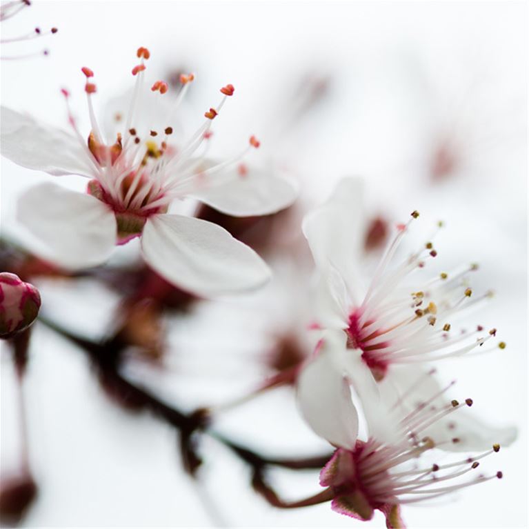 Bild på körsbärsblommor, vita och rosa blommor på ett träd