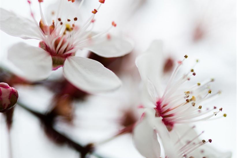 Bild på körsbärsblommor, vita och rosa blommor på ett träd
