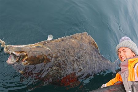 Halibut coming up from the ocean on a fishing trip with Explore the Arctic