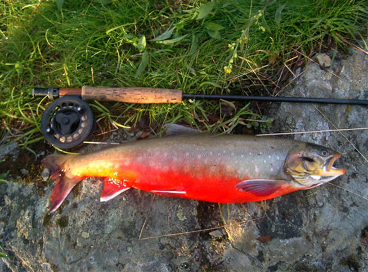 Fiske i Norge på Statskogs fiskekort image 1