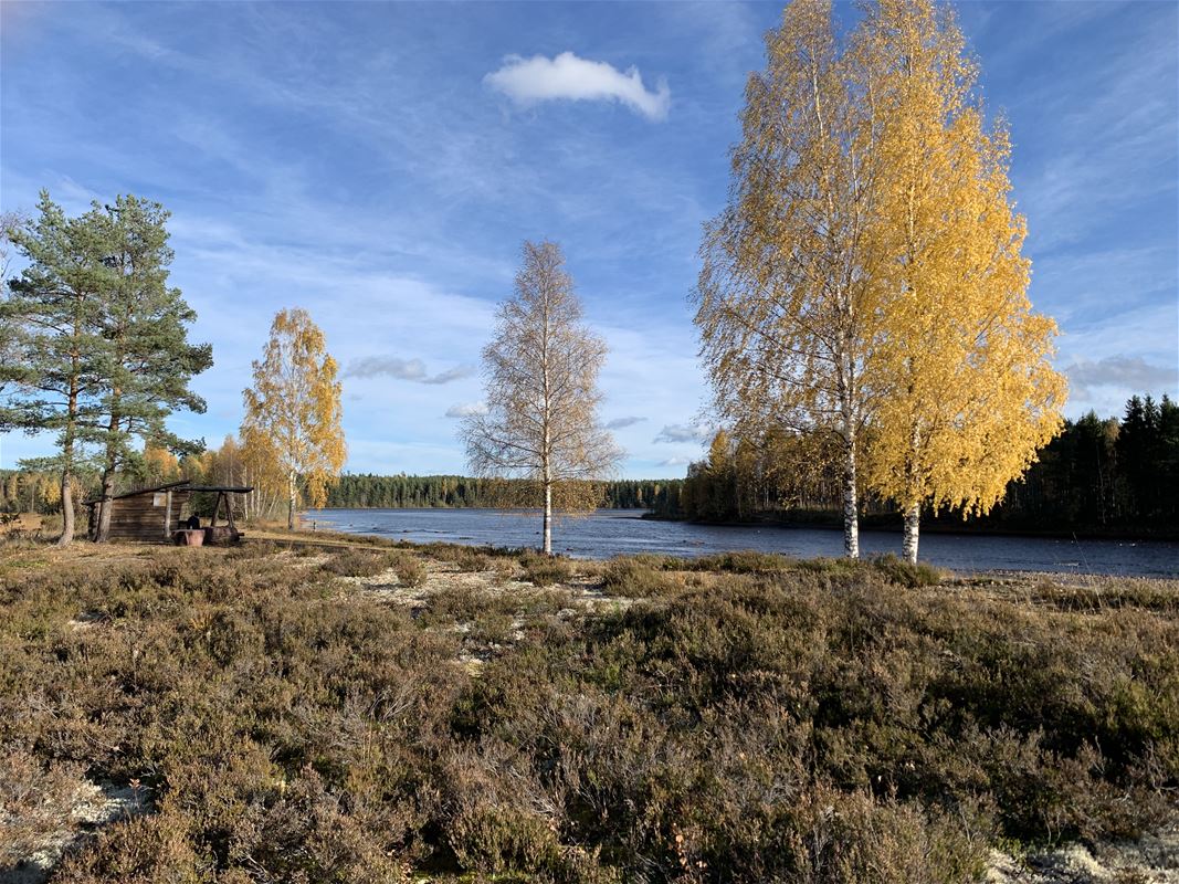 Birch trees in autumn colors next to river.