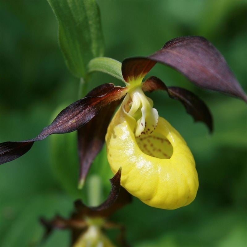 A close-up of a Guckusko, a yellow orchid with purple leaves.