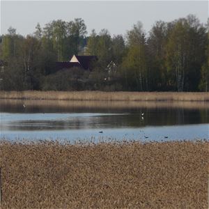 Fåglar i vattnet på en sjö med vass vid strandkanten.