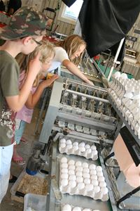 Tre barn står vid en maskin  som paketerar ägg, ur maskinen kommer ägg i kartonger.