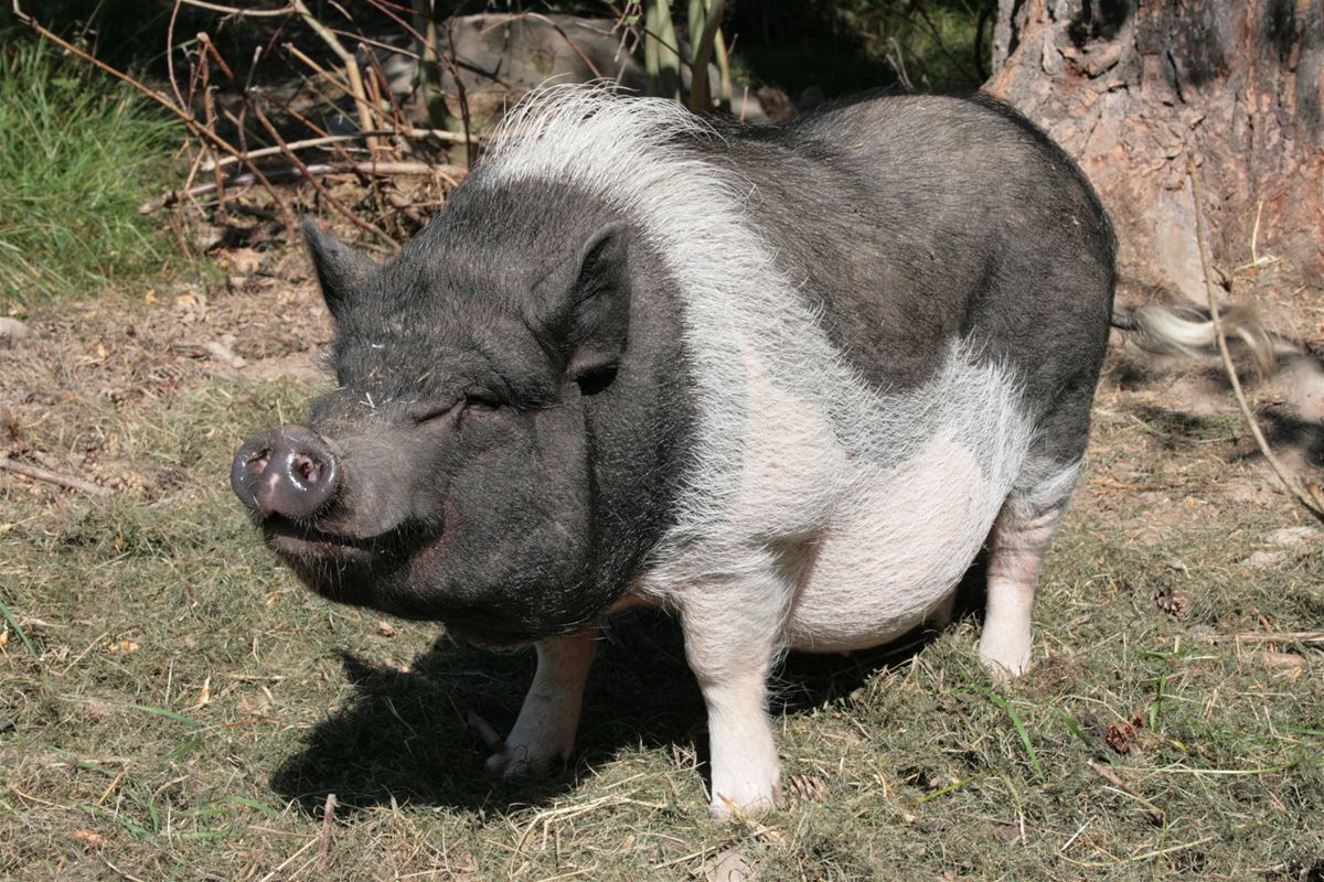 A black and white pig.