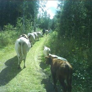 Cows on their way to the summerfarm.