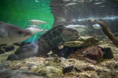 En steinbit i et av akvariene på Polaria i Tromsø