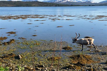 A reindeer in the Tromso region