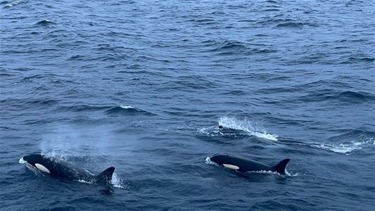Orcas on the water surface