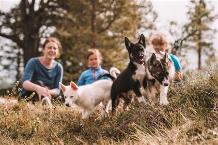 Persons and huskies together