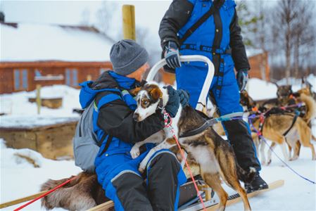 Koser med en Alaska Husky før hundesledetur i Tromsøregionen