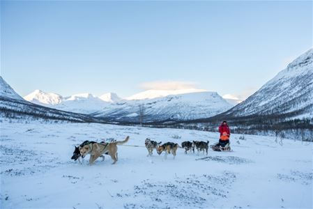 Hundesledetur i arktisk vinterlandskap utenfor Tromsø