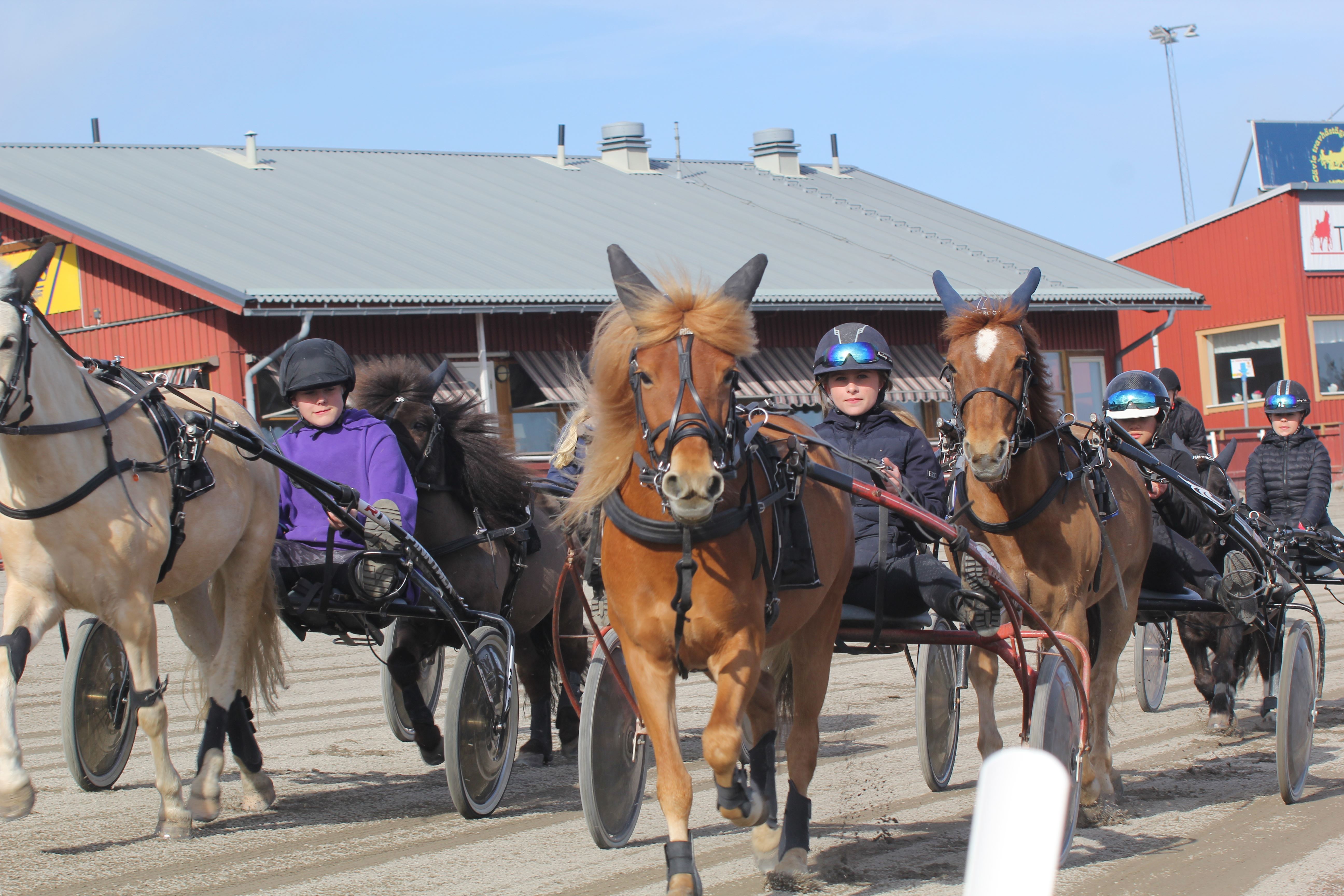 Prova på trav barn/ungdom