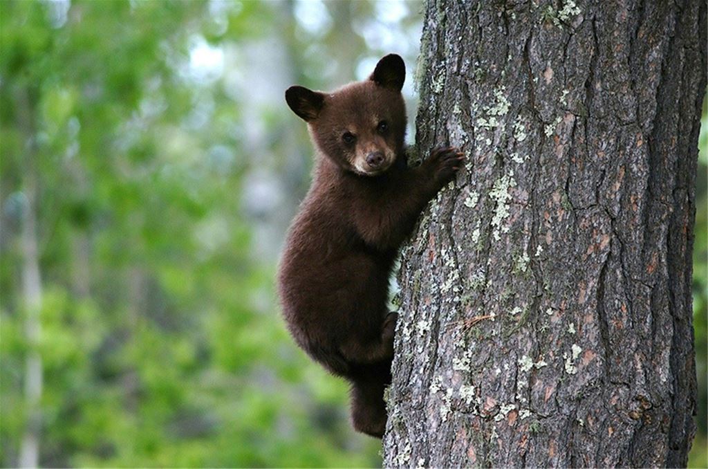 En björnunge som klättrar i träd.