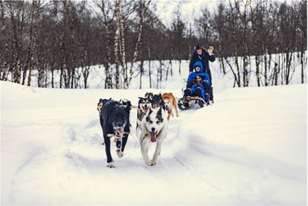 Huskies drive sled