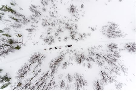 Husky sledride viewed from above