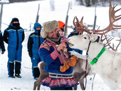 A Sami herder feeds one of his reindeer