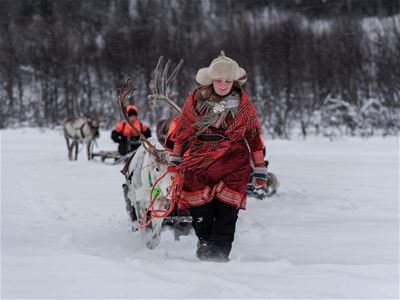 Sami leads the reindeer sleds
