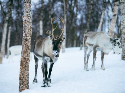 Reindeer at Camp Tamok