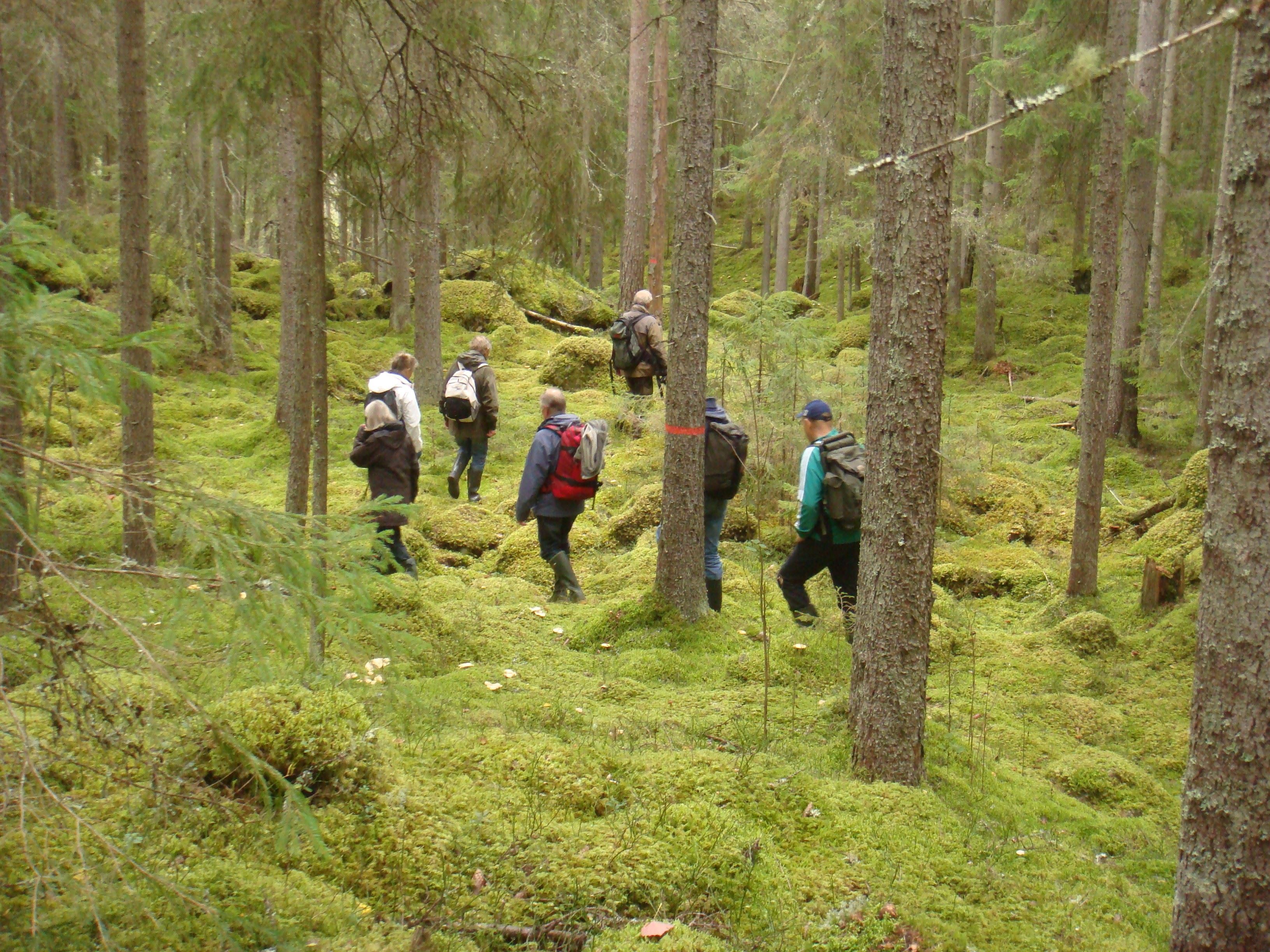 Vandring i Färnebofjärdens nationalpark
